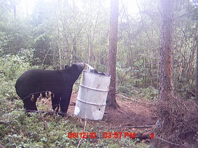 Black Bear game cam 2010