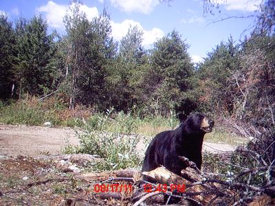 Bear Cam 2011
