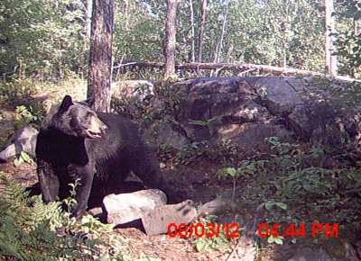 Black Bear on game cam 20125