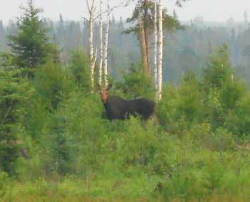 Moose2012